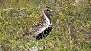 Golden Plover Calling [upl. by Clougher]