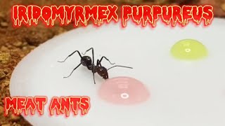 How im finding my Iridomyrmex purpureus Meat ants [upl. by Ewald]