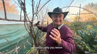 How to Prune a Plum Tree  Espalier Pruning Tips with Nick [upl. by Kulsrud22]