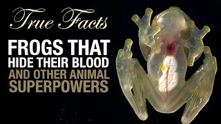 True Facts Frogs That Hide Their Blood [upl. by Barfuss]