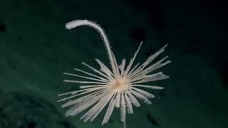 Stunning Display of Biodiversity on Unsurveyed Seamount  Nautilus Live [upl. by Ahsimed]