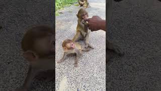 Cute baby monkey monkeyvideo bandar 009293 [upl. by Hanleigh]