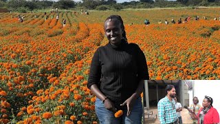 Marigold Plantation IGIHINGWA KIVURA INDWARA IKIRUNGO CYIFASHISHWA NABENSHI [upl. by Kerek]