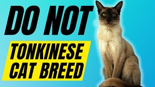 7 Reasons You SHOULD NOT Get A TONKINESE CAT [upl. by Montagu]