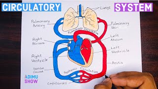 How To Draw Double circulatory System  step by step tutorial [upl. by Valery]