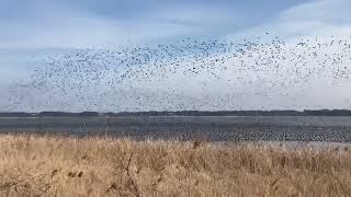 Baikal Teal flock 19 Jan 2024 Japanトモエガモ。北印旛沼。 [upl. by Marih850]