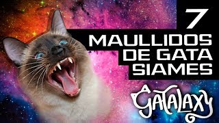 7 Maullidos del gato siames y su significado │ Traduciendo lo que dice el gato  Gatalaxy [upl. by Sears]