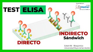 🟢 PRUEBA DE ELISA  QUE ES EN QUE CONSISTE 🧪🔬🤓 [upl. by Rossy]