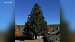 2024 Rockefeller Center Christmas tree selected from Massachusetts [upl. by Holcomb]