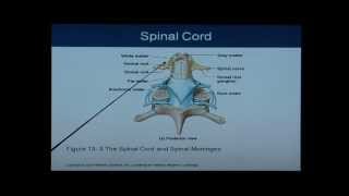 Anatomy and Physiology Chapter 13 Spinal Cord Anatomy and Physiology Help [upl. by Atiran55]