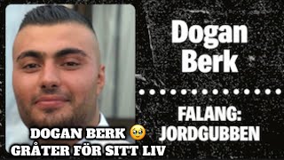 Dogan Berk jordgubbens närmaste gråter för sitt liv [upl. by Noned]