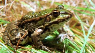 Facts About Frogs amp Toads 🐸  Secret Nature  Amphibian Documentary  Natural History Channel [upl. by Danieu228]