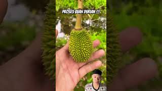 Proses buah durian durian fruit buah panen berkebun perkembanganbuahdurian perkembangandurian [upl. by Yeldahc]