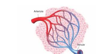 Vascular changes of acute inflammation [upl. by Lotta823]