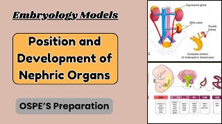 Position and Development of Nephric Organs  Embryology  OSPE Preparation  Dr KS Academy [upl. by Aixela70]