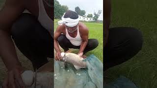 fish cutting fishing fish short looseweightinoneweek shorts short shortsvideo shortvideo [upl. by Veronike]