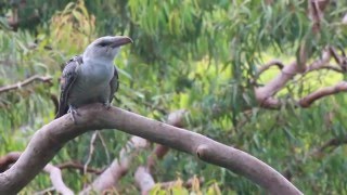 Currawong feeding channelbilled cuckoo [upl. by Nennek]