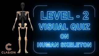 Human Skeleton System  Level 02 [upl. by Benenson]