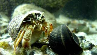 Common goby and hermit crab in native tank in Ireland HD [upl. by Selle]