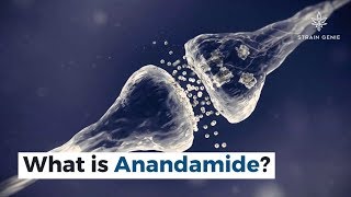 What is Anandamide [upl. by Osborn658]