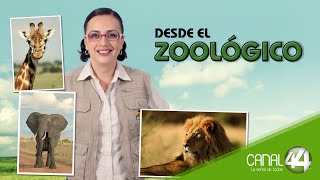 Desde el Zoológico  Muestras de Zopilote Rey [upl. by Yecniuq]