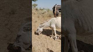 Donkey ghadha ytshorts shortsfeed viarlvideo [upl. by Greenfield]