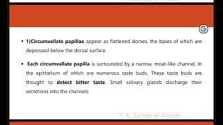 histology lec4 part 6 Circumvallate papillae [upl. by Ettesel]