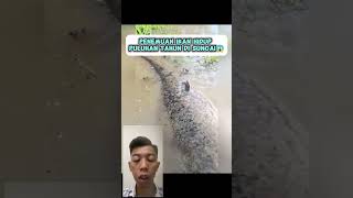 Penemuan Ikan Raksasa Hidup di Sawah reaction [upl. by Stacey561]