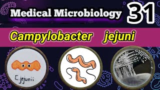 Campylobacter jejuni Food poisoning bacteria شرح بالعربي [upl. by Aeynod]