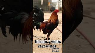 Criadero de gallos finos El Espartano 🏆rooster corridos gallofino rooster [upl. by Lianna]