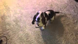 Basset Hound attacks owner while on probation [upl. by Eseryt]