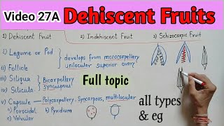 DEHISCENT FRUIT  Simple Fruit  Dry Fruit  Dehiscent Fruit and their types  Fruit Full topic [upl. by Koeninger]