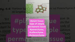 tissue planttissue typeofsimplepermanenttissue parenchymacollenchyma  sclerenchyma [upl. by Ahsienor537]