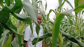 READY FOR HARVEST AT 74 DAYS FROM PLANTING WITH EMORINGA ORGANIC FERTILIZER [upl. by Ahseiym220]