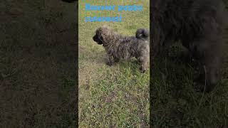 Bouvier Puppy cuteness puppylove Bouvier fluff ball Smile [upl. by Anemaj]