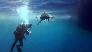 Longimanus shark attacks my video camera [upl. by Rhianon]