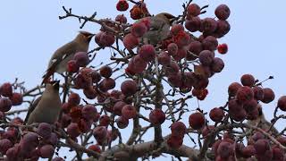 Winter waxwings [upl. by Tail291]