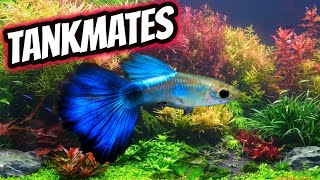 6 Awesome Guppy Fish Tankmates [upl. by Larual608]