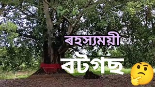 ৰহস্যময়ী বট গছ  quotBANYANquot TREEHemontaBoruahpg8tr [upl. by Tutankhamen219]