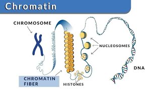 BIOCHEMISTRY for 1st Year MBBS Molecular Biology Lecture 1 [upl. by Inttirb720]