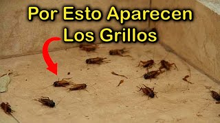 SINGIFICADO EMOCIONAL por el que APARECEN los GRILLOS en el HOGAR 🦗 Las PLAGAS y la CASA ENFERMA [upl. by Gilford420]