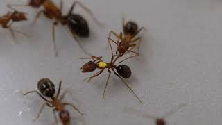 Ant injured leg – wound care behavior [upl. by Amanda211]