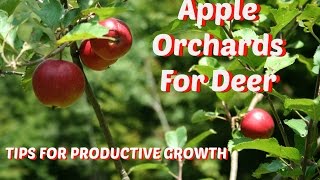 Apple Orchards For Deer Part 2  Tips for productive growth [upl. by Yot935]