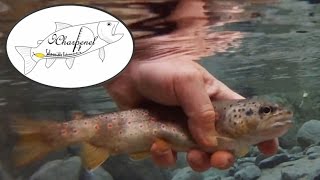 Hautes Alpes  Un journée de pêche entre grande rivière et torrent de montagne [upl. by Leohcin]