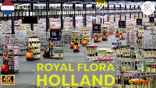 ROYAL FLORA HOLLAND │NETHERLANDS Just incredible Heres the largest flower auction in the world [upl. by Inilahs]