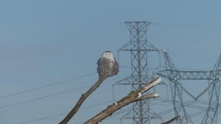 harfang des neiges Snowy Owl [upl. by Nora]