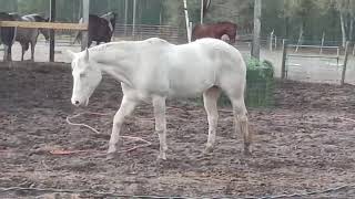 It Just Started To Rain amp Horses amp Ponies Took Shelter In The Sheds March 2 2024 [upl. by Christianity]