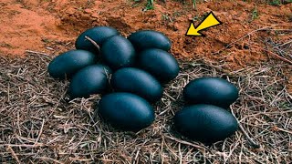 Farmer Spots Eggs In His Barn  He Is Amazed When They Hatch [upl. by Atilol]