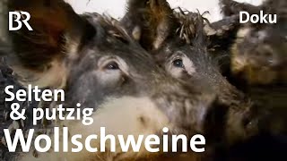 Wollschweine aus Oberfranken Eine echte Sauerei  Zwischen Spessart und Karwendel  BR [upl. by Attelrak]