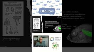 ¿Qué son los otolitos shorts cambioclimático peces cambioclimático morfología [upl. by Eniamrehs517]